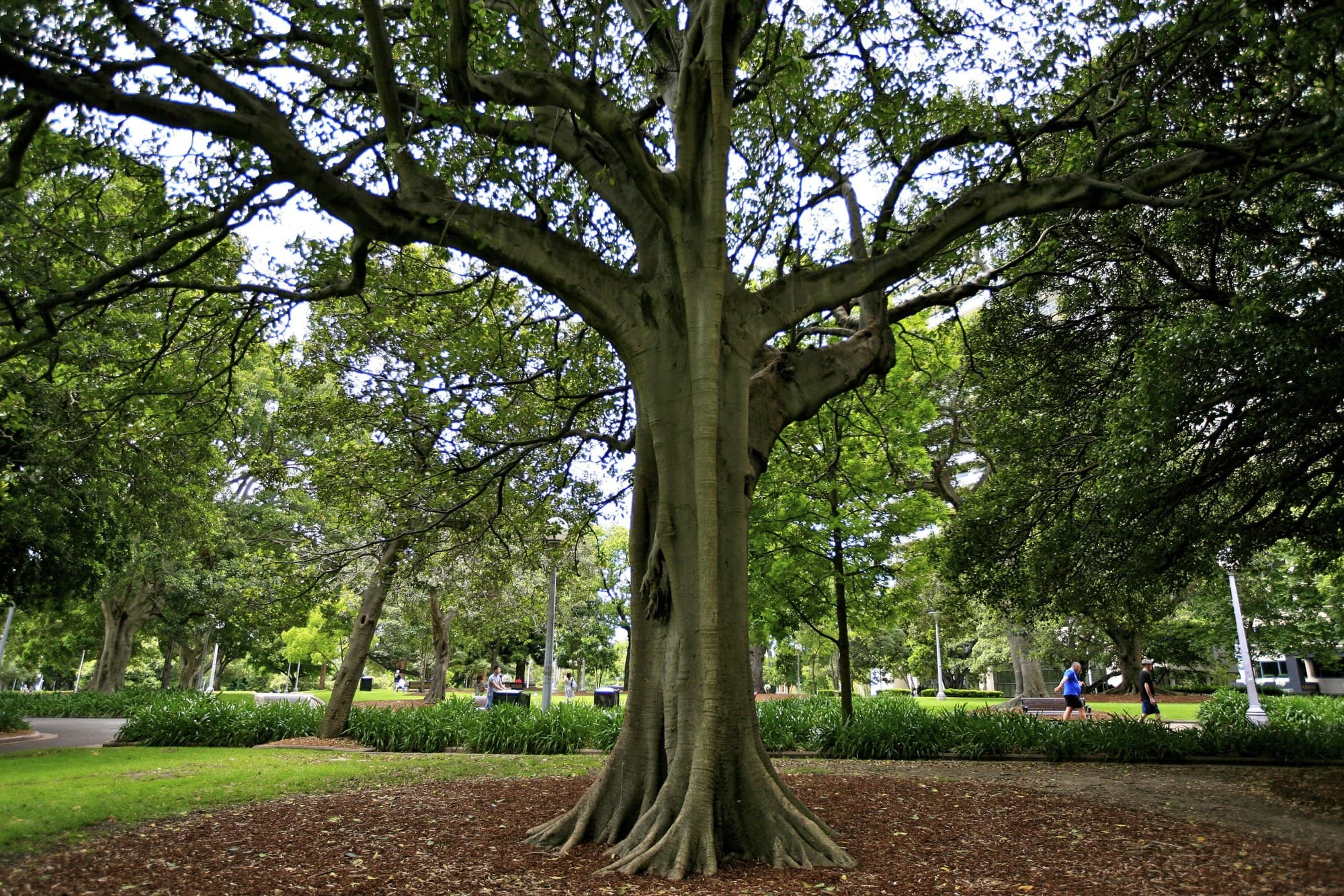 Moreton Bay fig in Hyde Park, Sydney