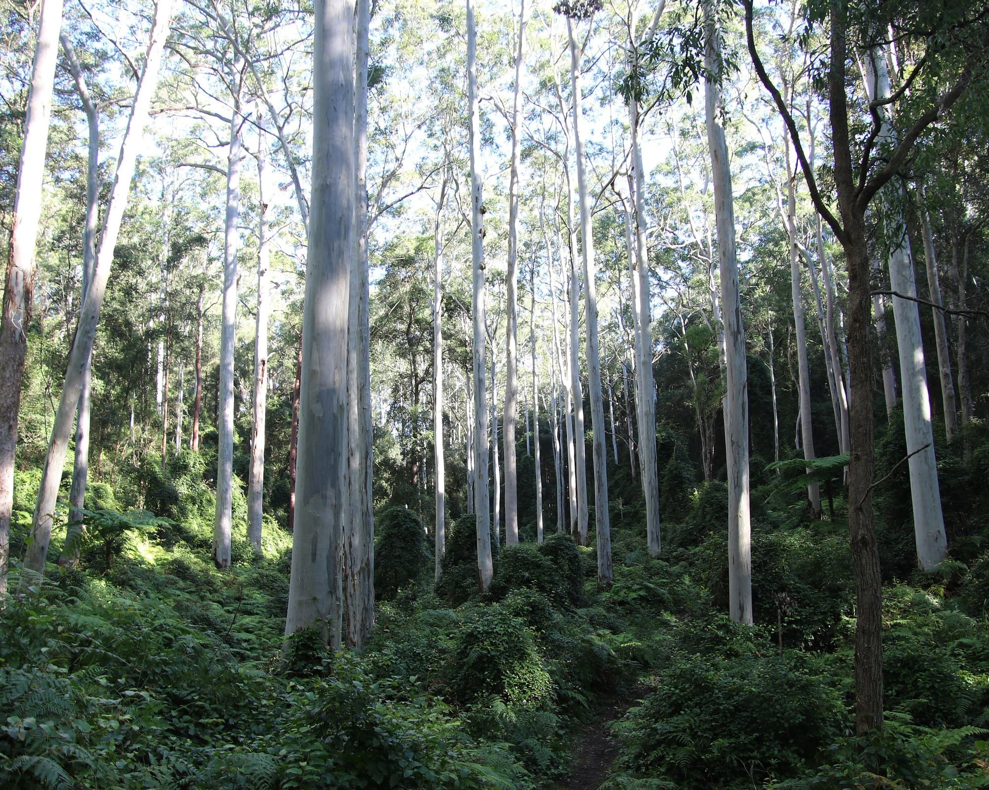 Sydney blue gum (Eucalyptus saligna) forest