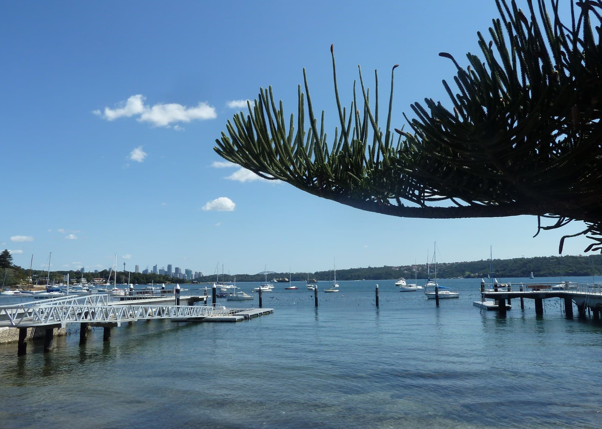 Norfolk Island pine at Watsons Bay, Sydney