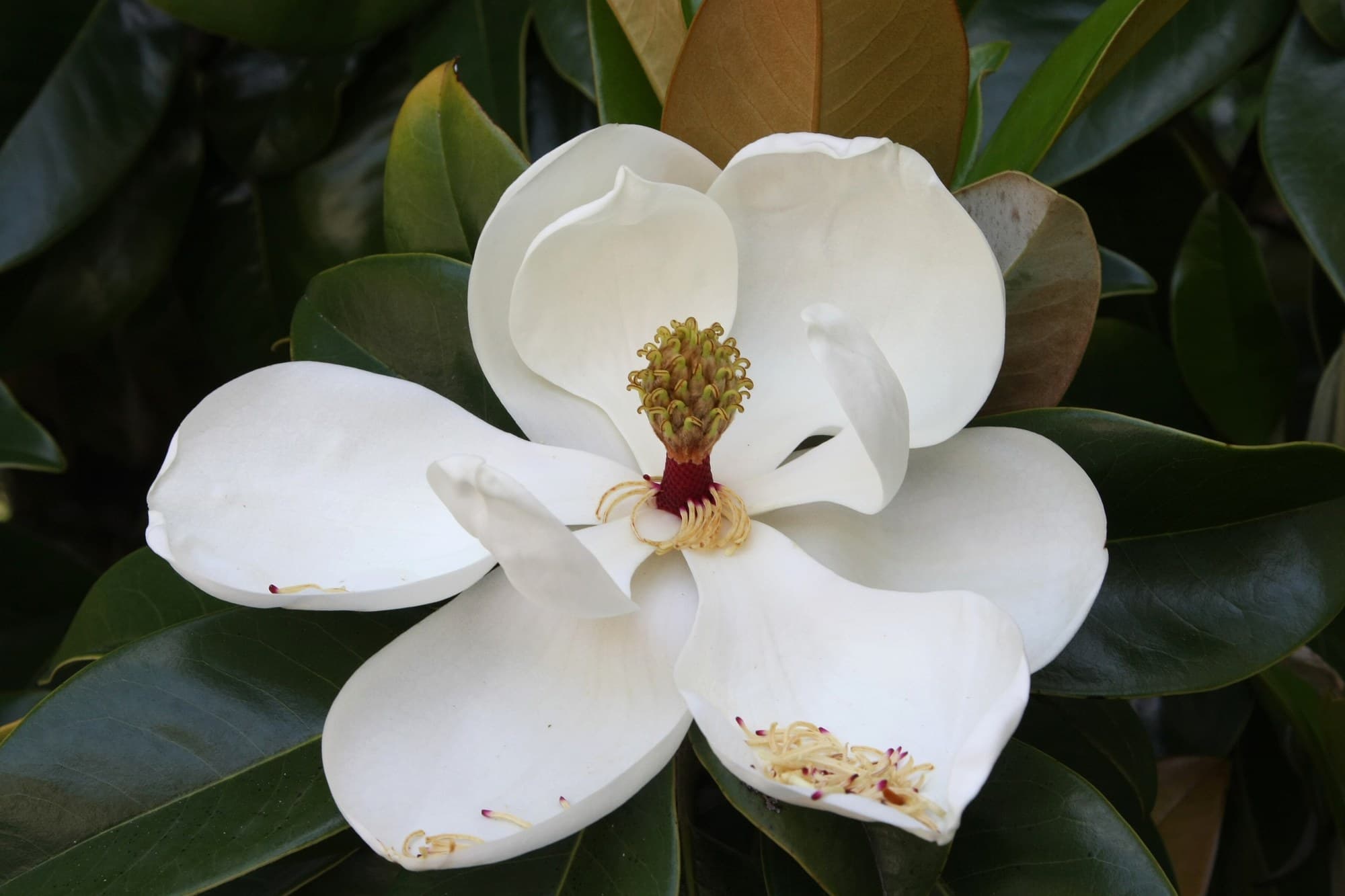 Southern magnolia (Magnolia grandiflora) flower