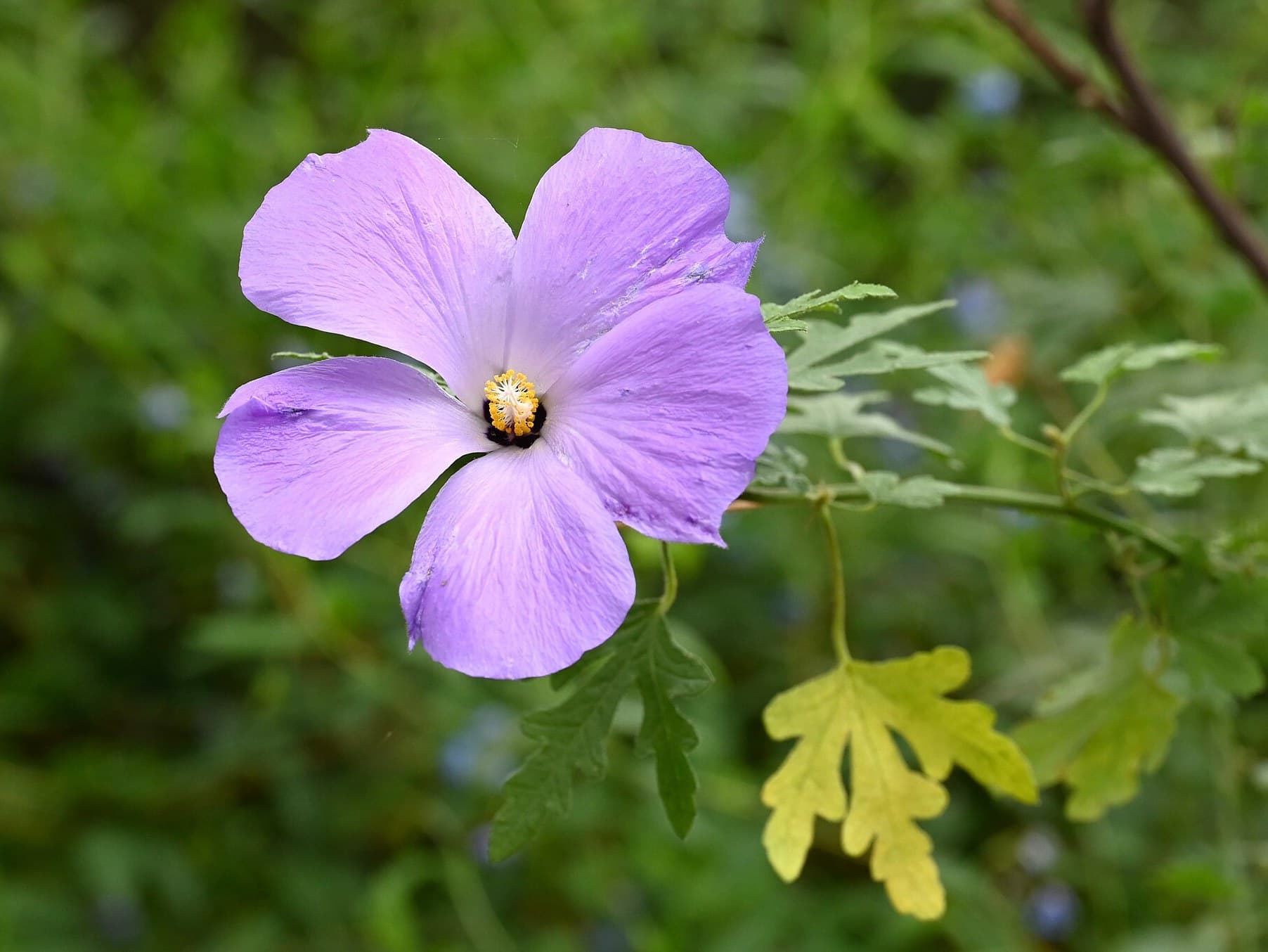 Native Australian hibiscus (Alyogyne huegelii) flower