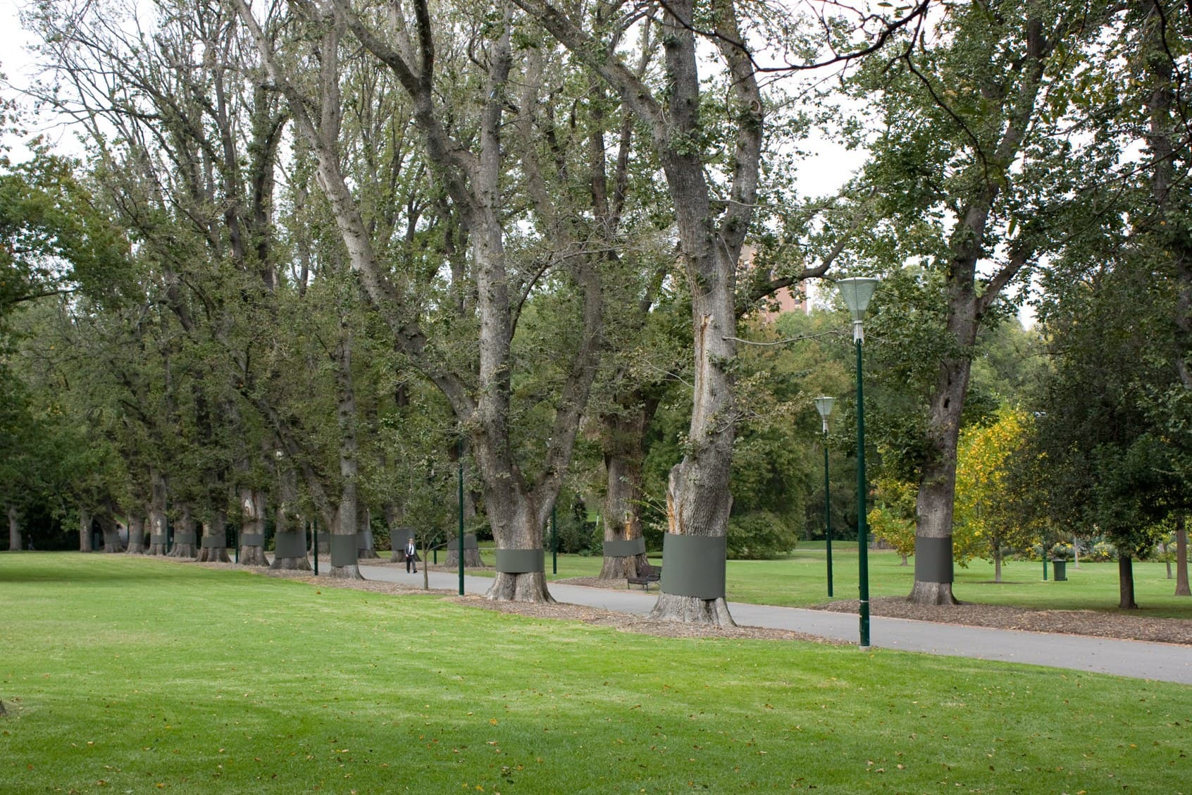 Tree-lined path through a Melbourne park