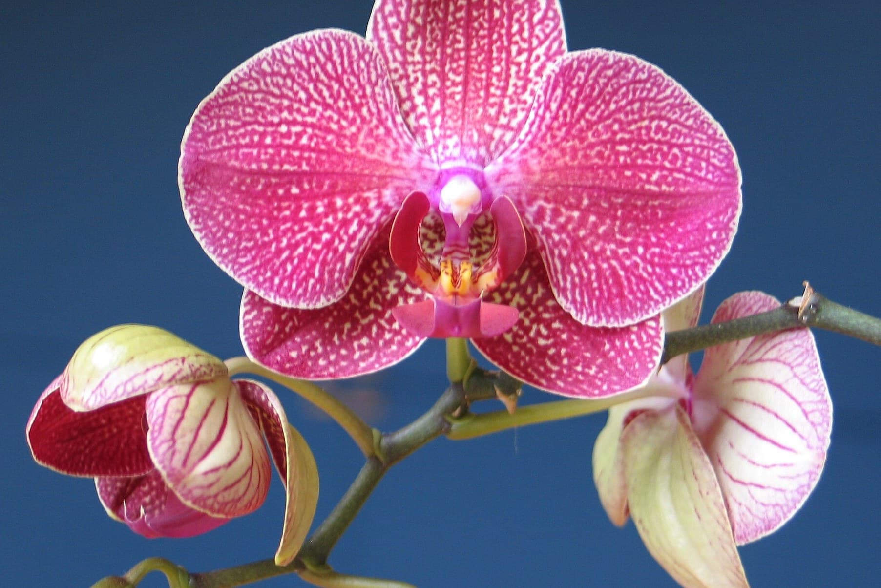 The Best Lunar New Year Flowers and Plants to Give