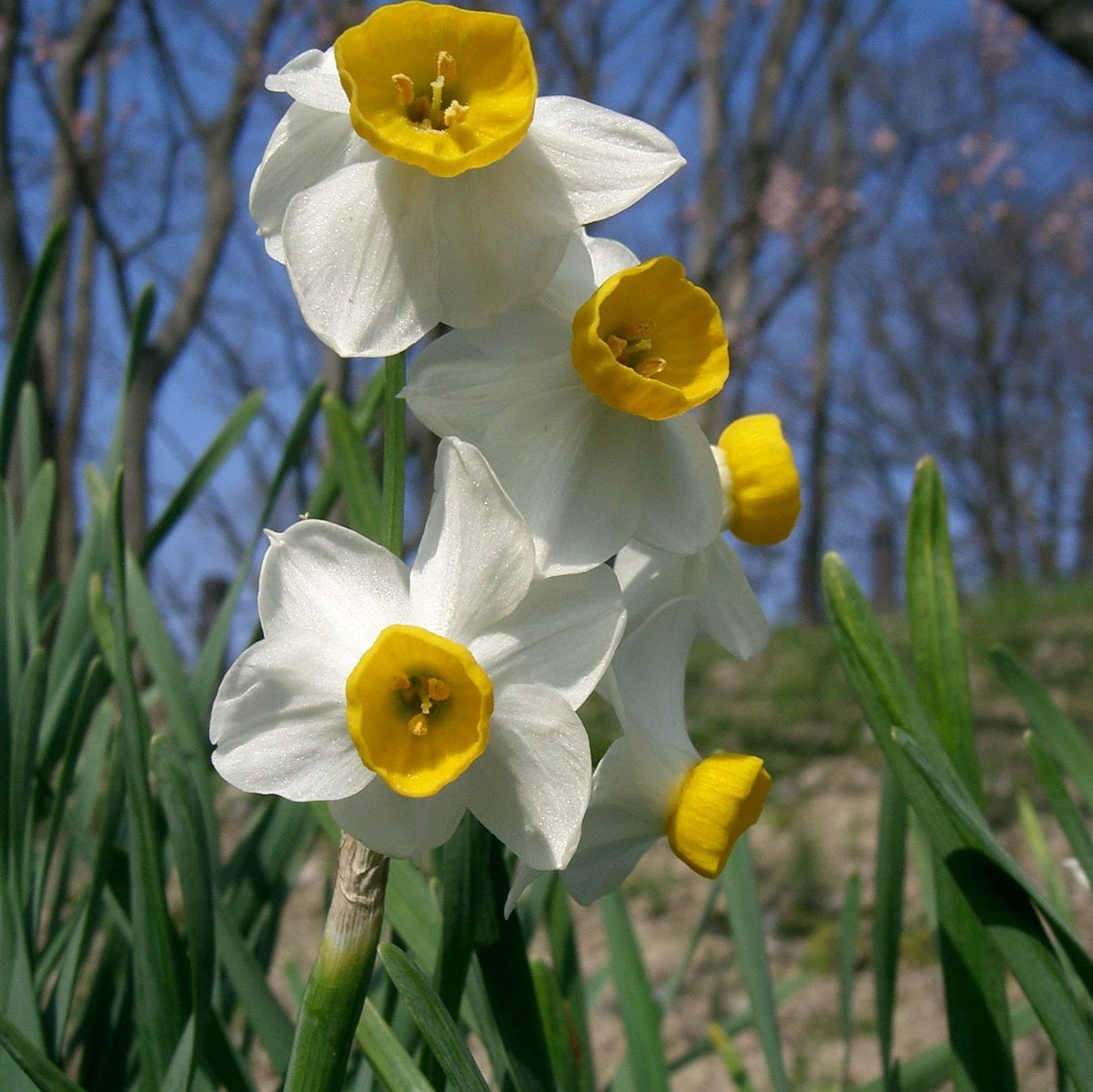 White Chinese sacred lily (Narcissus tazetta) flowers