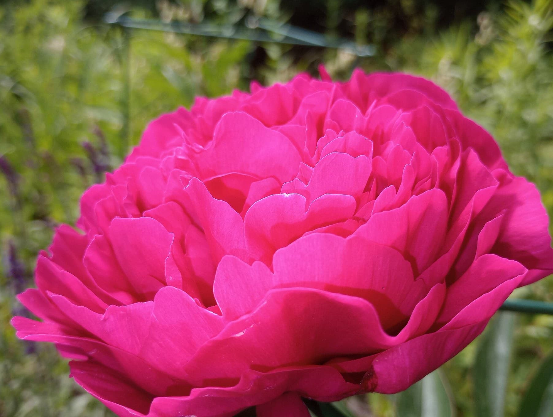 Pink peony flower