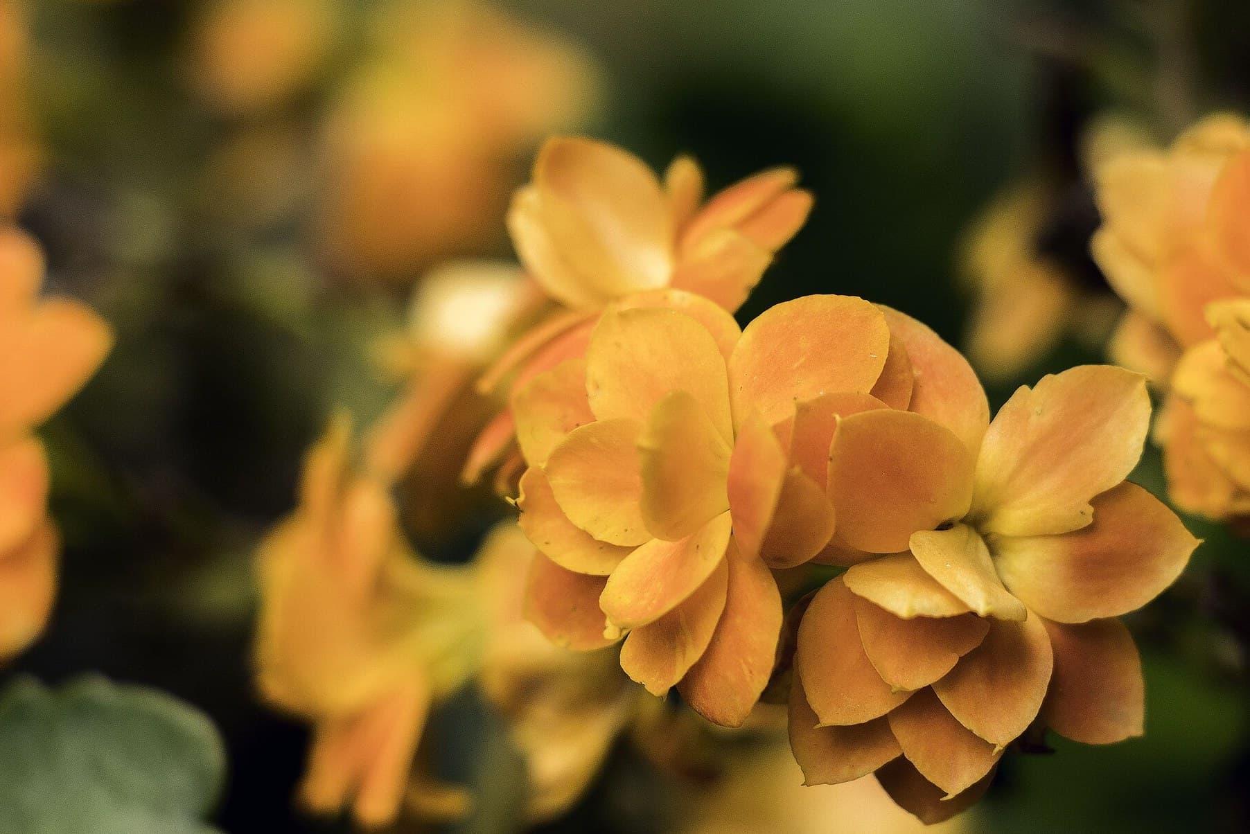 Orange kalanchoe flowers