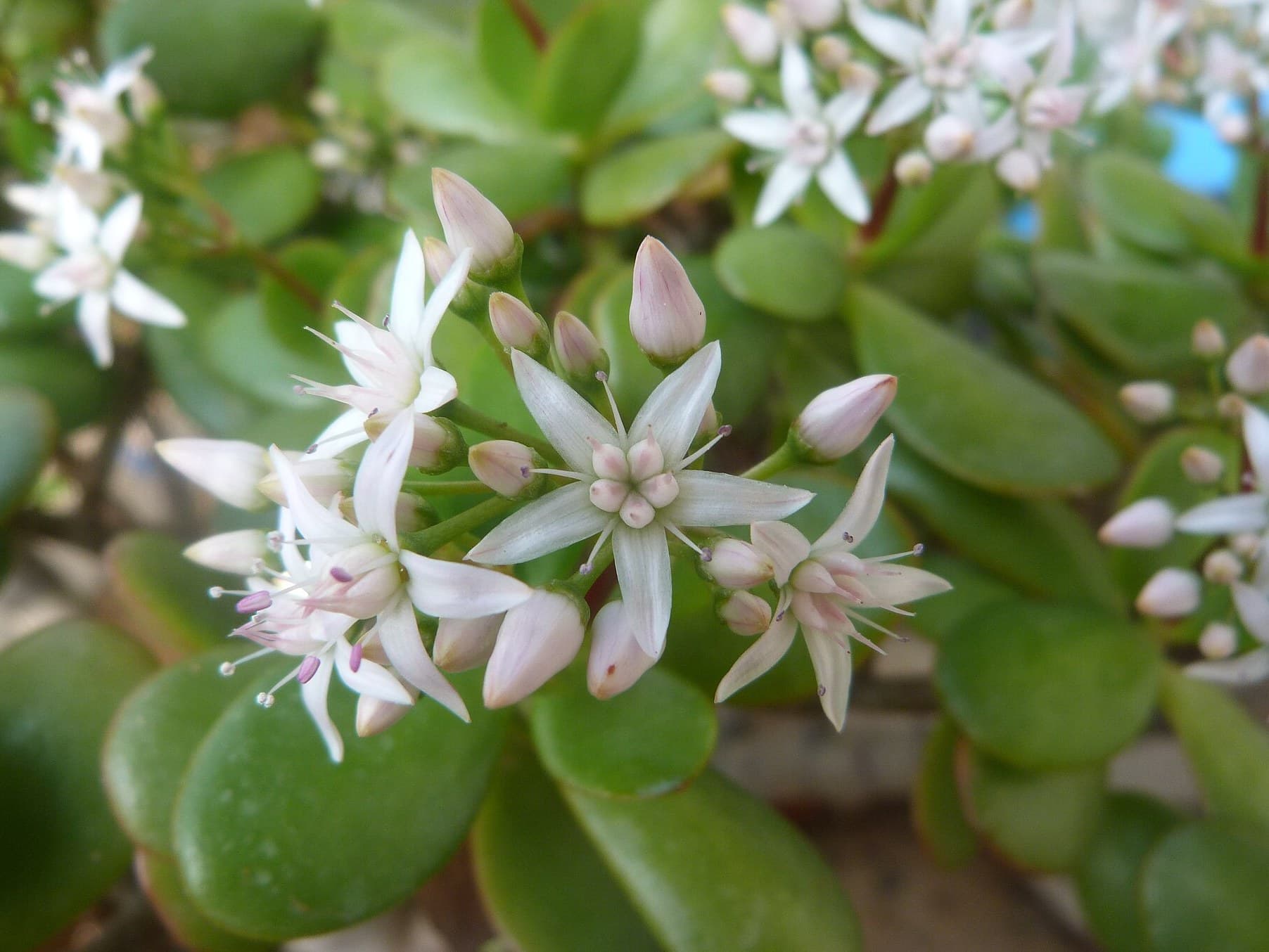 Jade plant (Crassula ovata) in flower