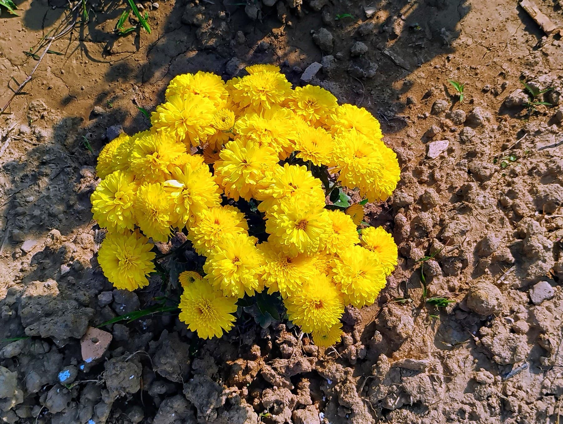 Yellow chrysanthemums