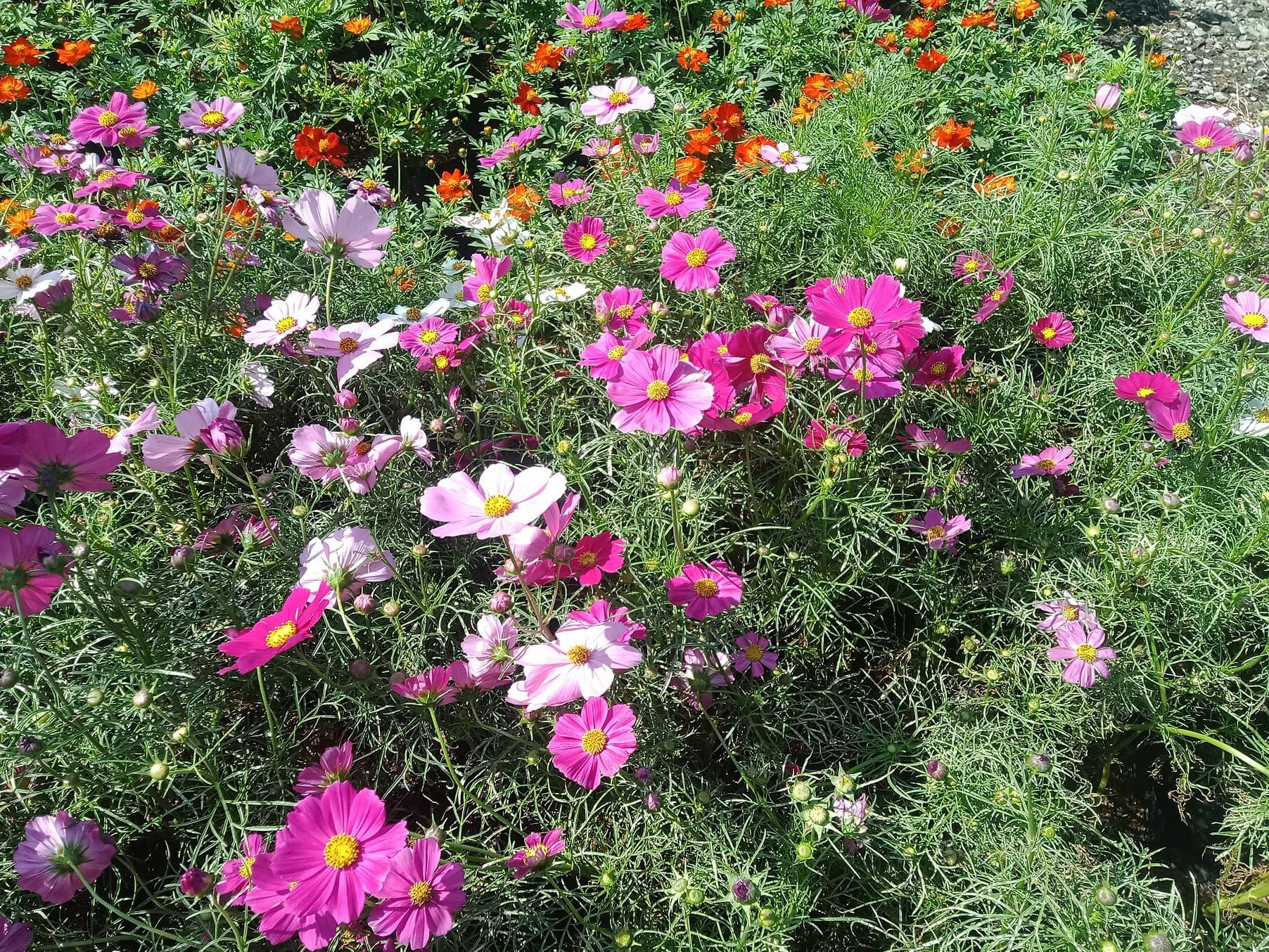 Pink cosmos flowers in a field