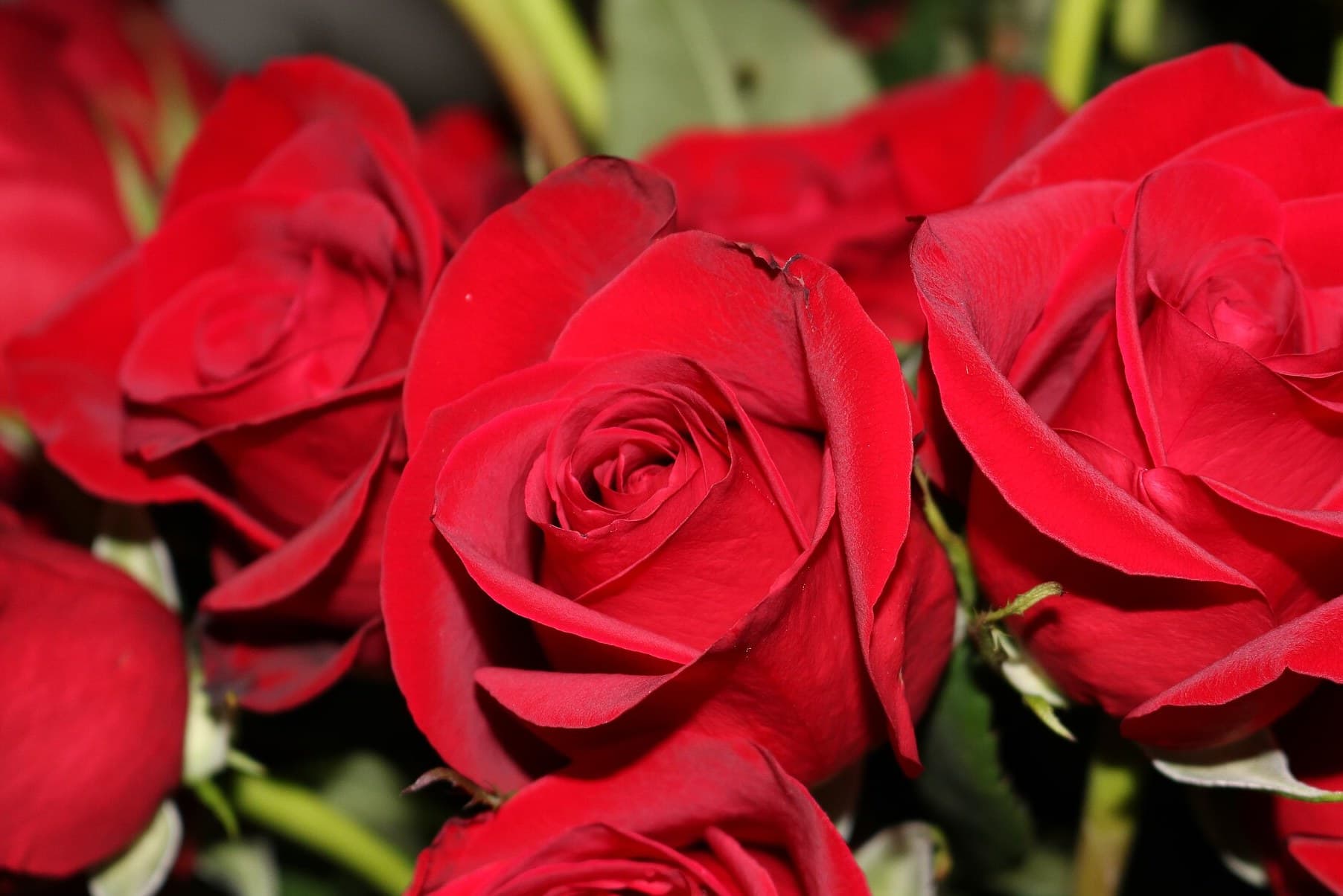 Flower Quotes and Captions for Every Occasion: The Complete Collection