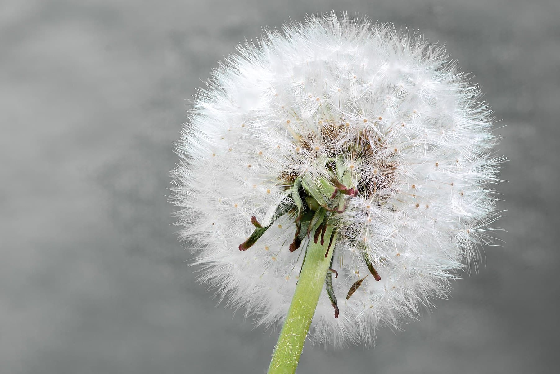 Dandelion seed head