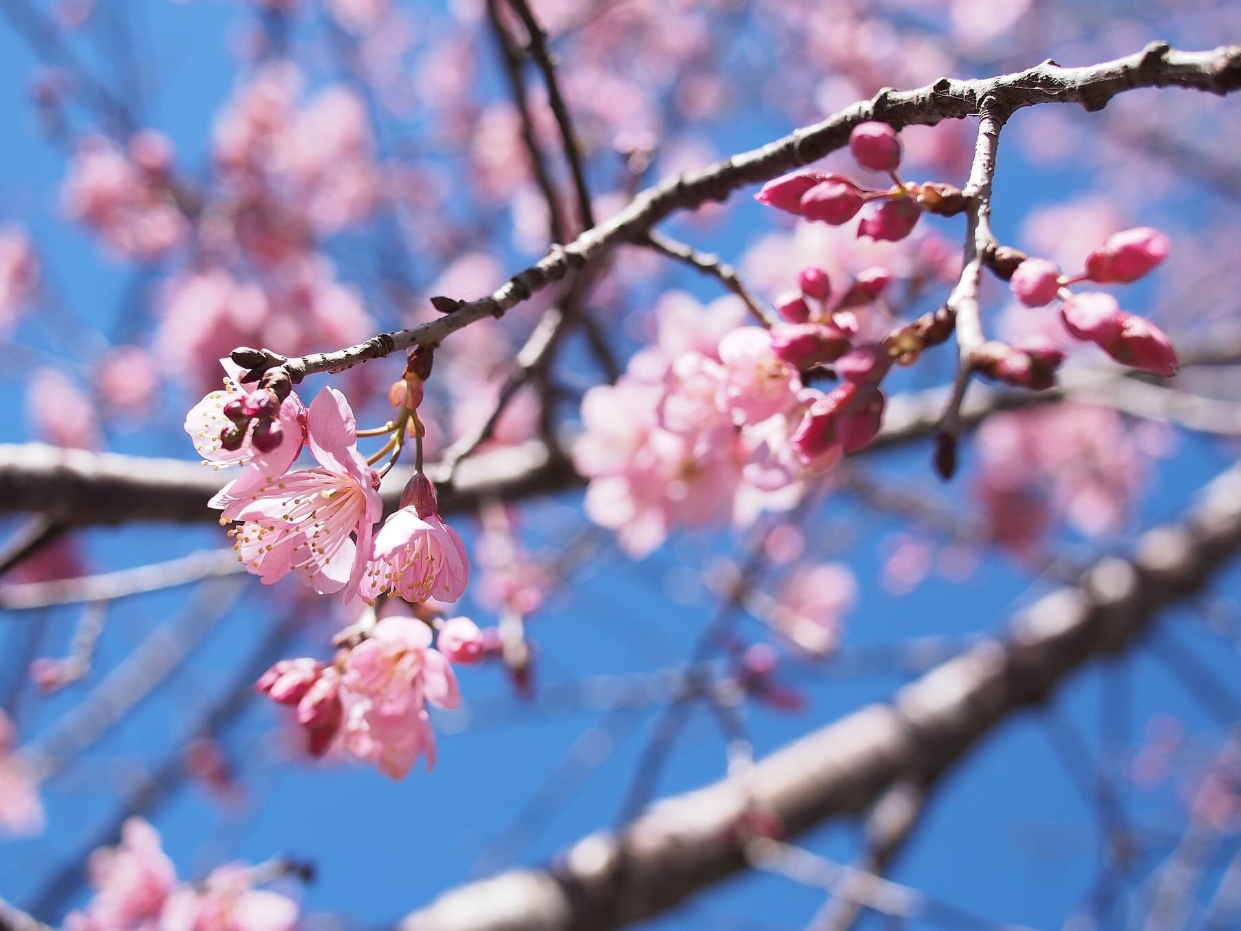 Pink cherry blossom against a blue sky