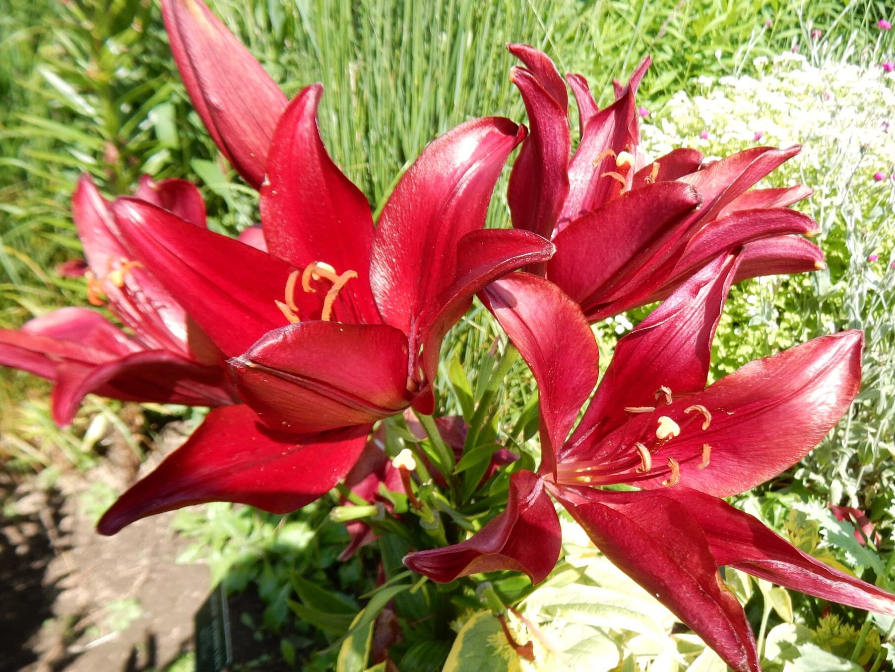 Red lilies in a garden