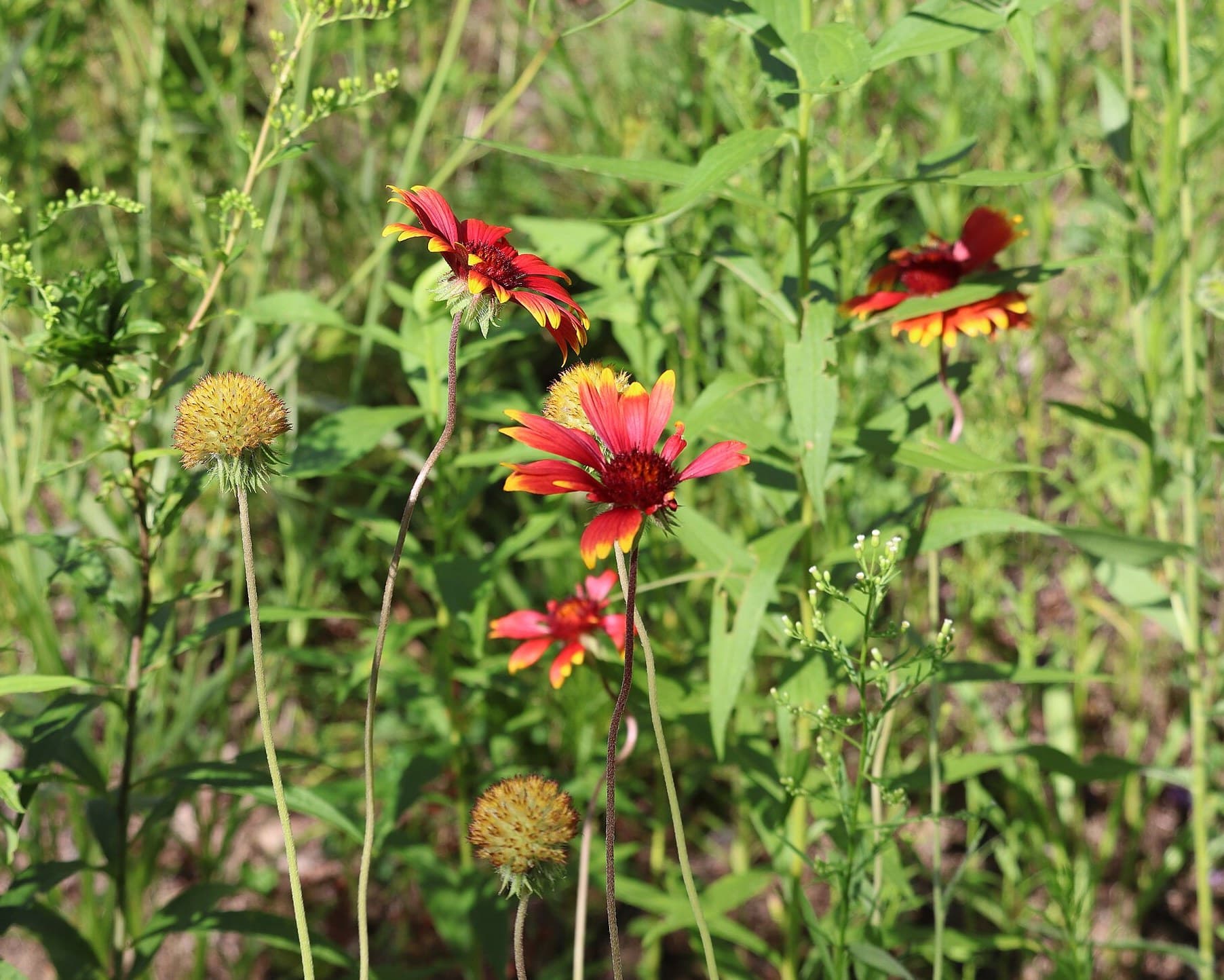 Blanket flowers in a wildflower meadow