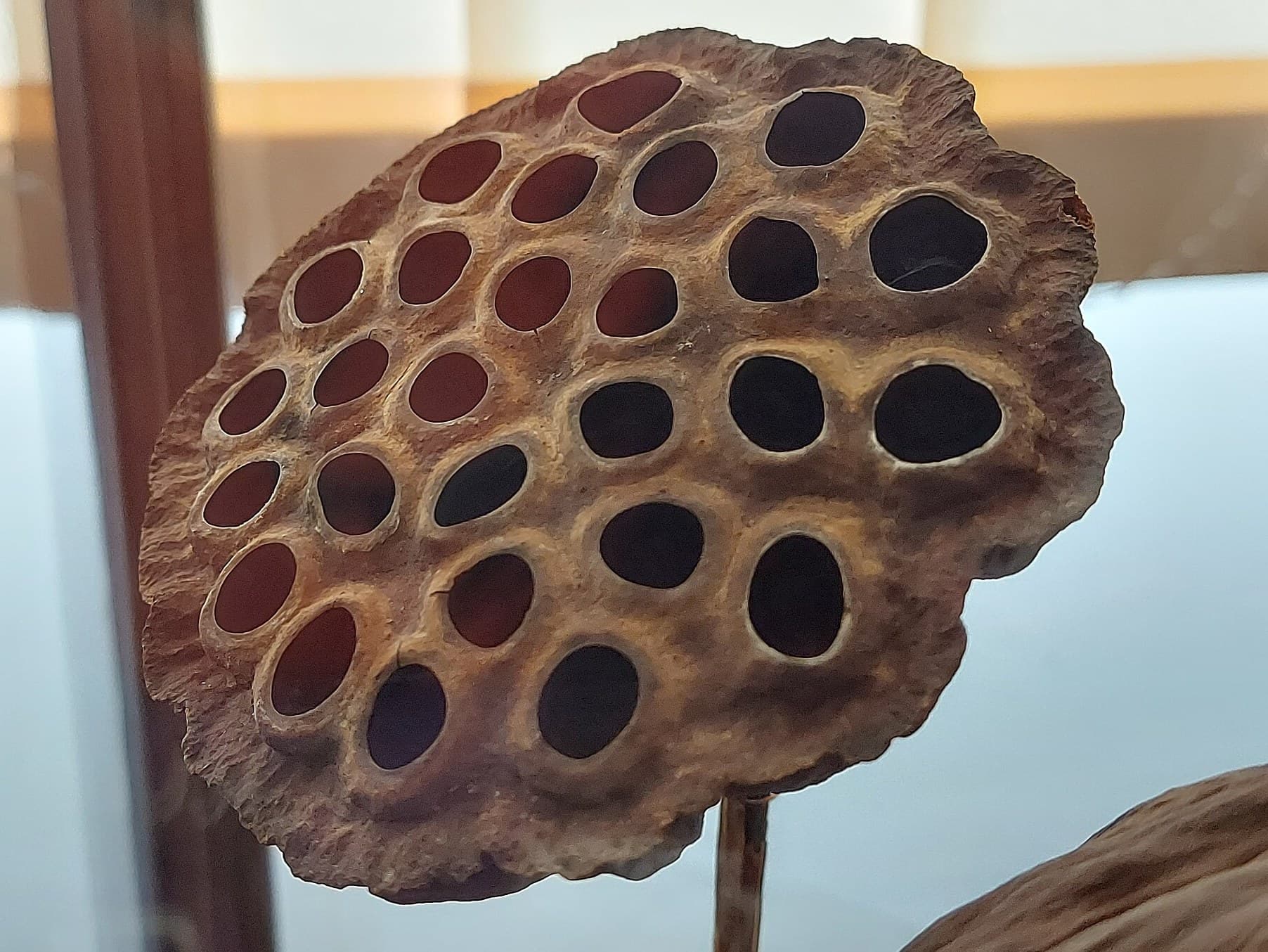 Dried lotus seed pod