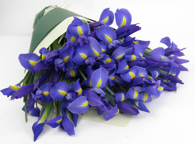 Iris Flower