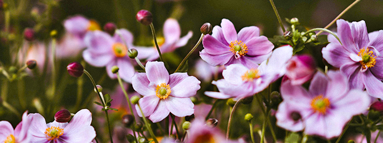 Japanese Anemone flowers