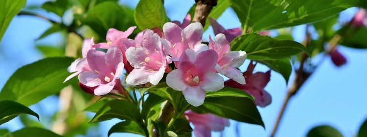 Jasmine flowers with green leaves