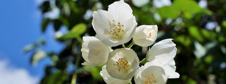 White Mock Orange Flowers