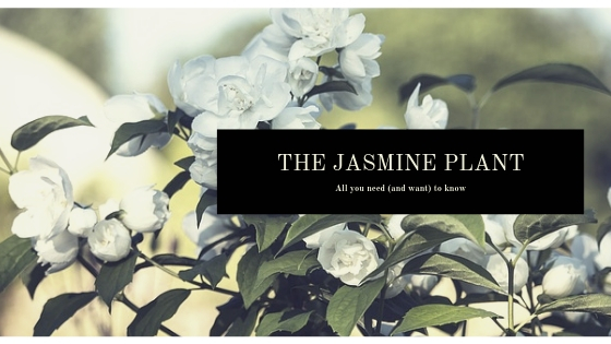 Jasmine Plants & Flowers: All you Need (and want) to Know