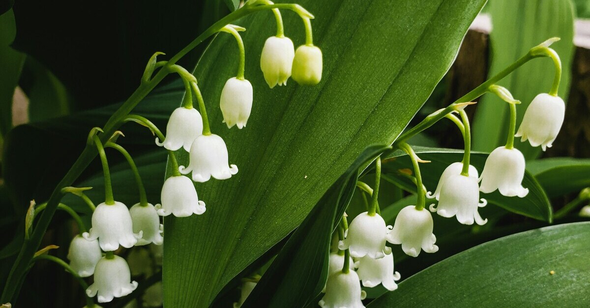 Deadly Beauties: 10 Flowers You Should Handle with Care