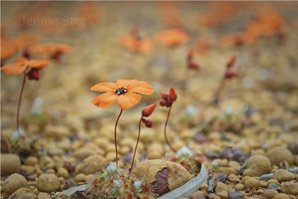Sundew flower