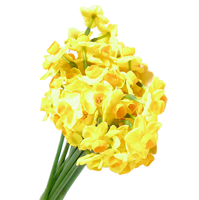 Jonquil flowers