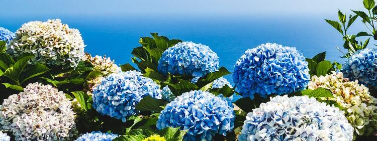 Blue and Yellow petaled flowers under Blue Sky