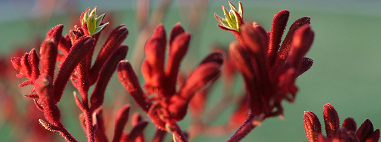 Australian Unique Native Kangaroo Paw Blossoms