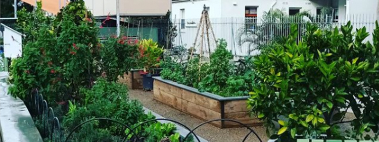Plants planted in boxes and pots in a garden