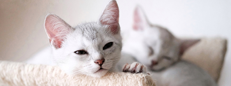 White cats lying on rug