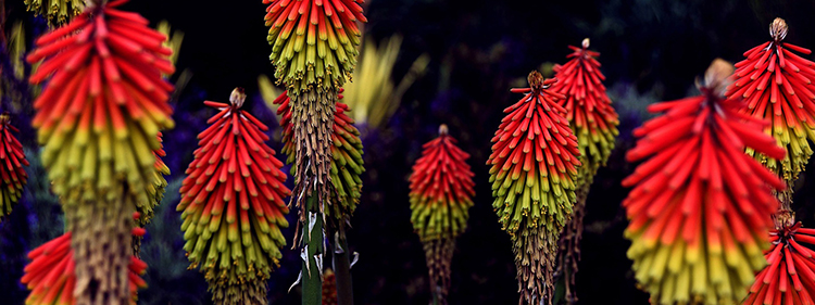 poker plant