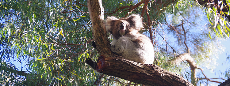 Koala on a Tree