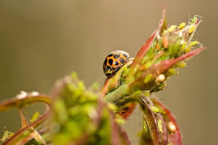Ladybird
