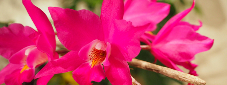 Laelia Blossom