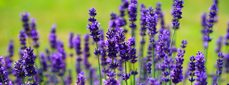 Lavender Plant