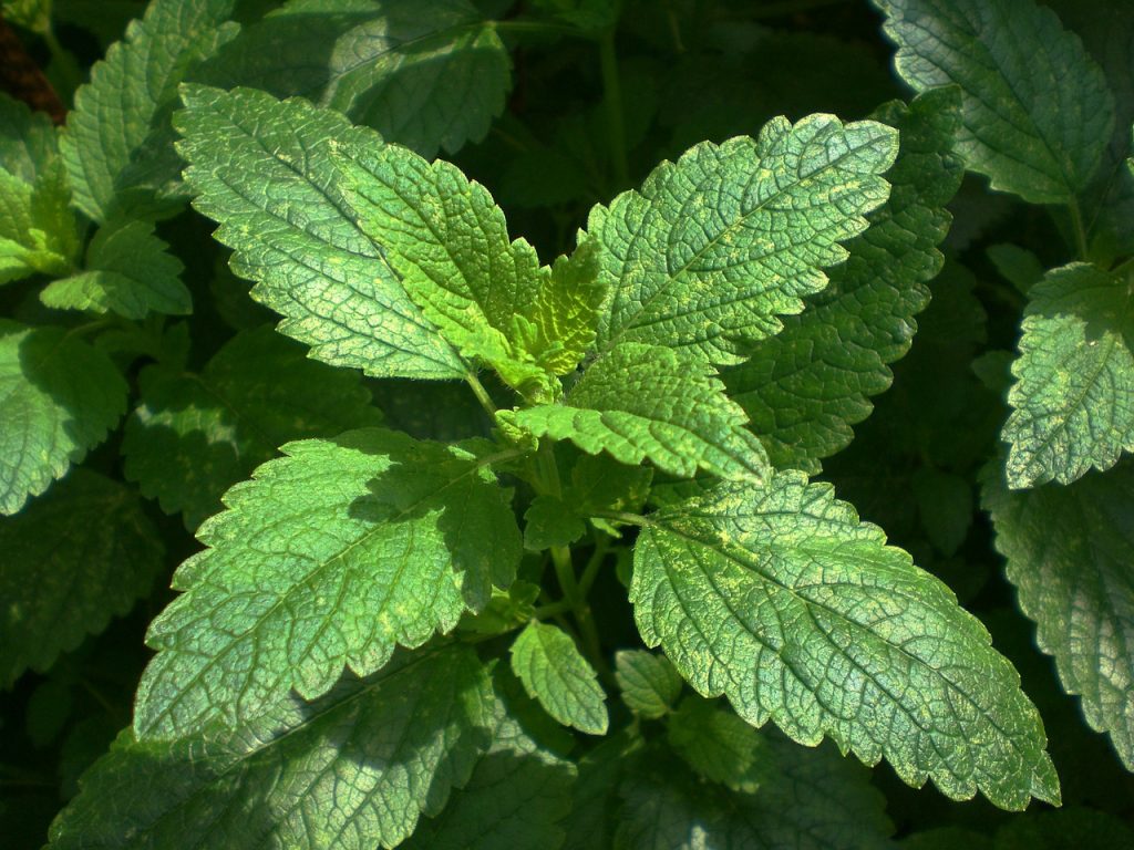 Lemon balm herb