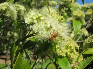 Myrtle Flower with bee