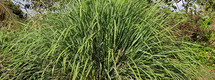 Citronella plants