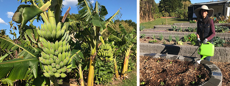 Banana trees with Bananas from the Lennox Community Garden