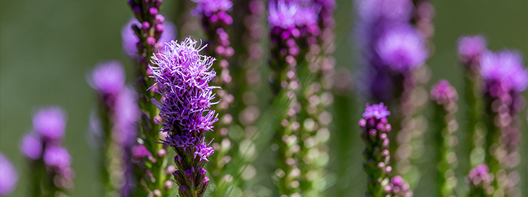 Liatris Spicata flowers