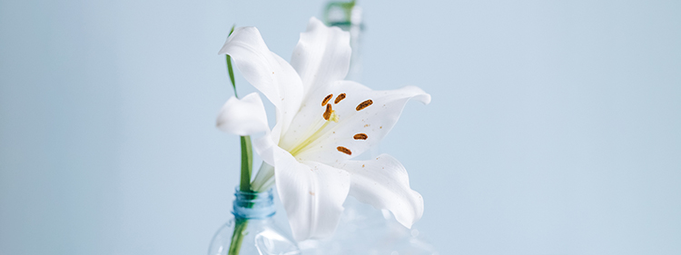 Peace Lily in a plastic bottle