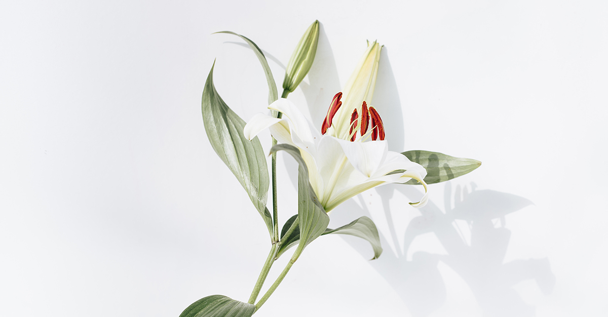 Easter Lily Flower Arrangements and Popular Easter Flowers