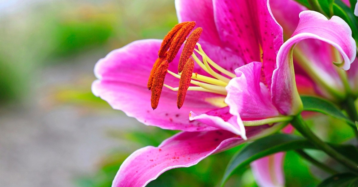 How to Grow the Amazing Lily Flower in Australia