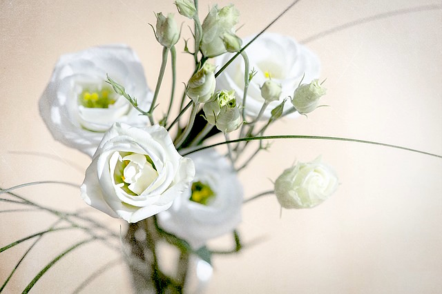 Lisianthus flower