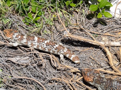 lizards being used instead of pesticides