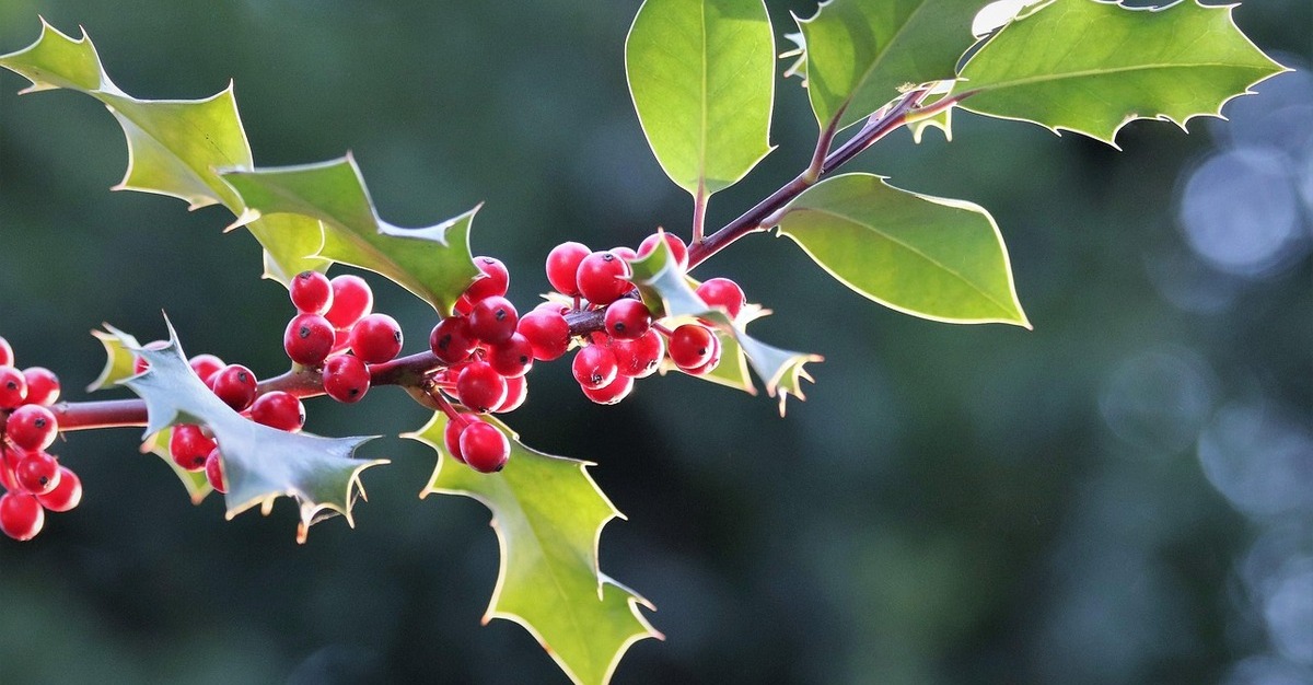 An Exploration of Classic and Modern Christmas Florals