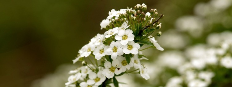 Sweet Alyssum Flowers