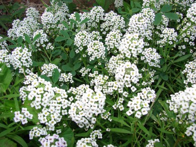 Lobularia maritima flowers