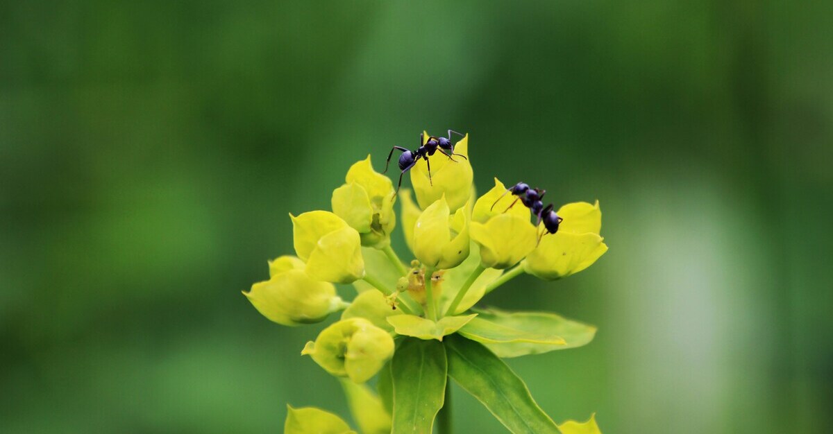 Are Ants Bad For Your Plants?